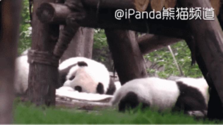 石家庄动物园有大熊猫,石家庄动物园有熊猫吗