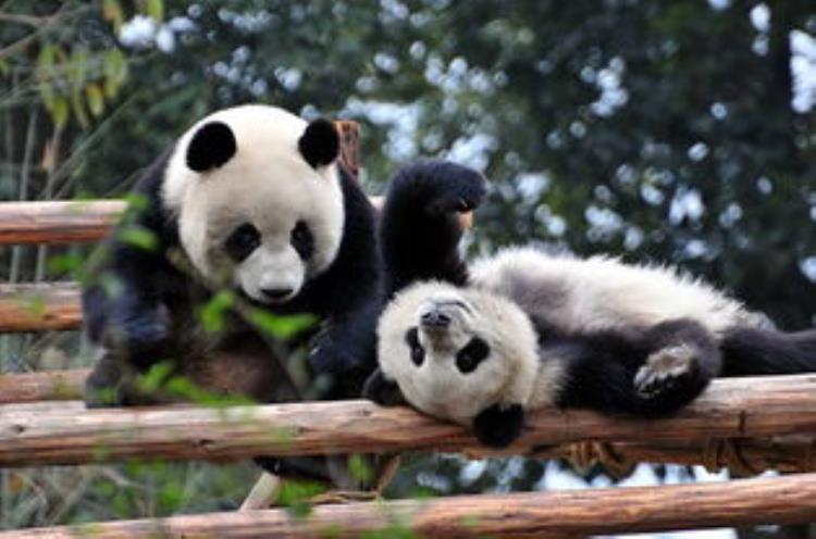 石家庄动物园有大熊猫,石家庄动物园有熊猫吗