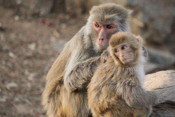 活吃猴脑过程图片揭秘 吃完猴脑猴子还是活的？（残忍）