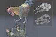 鸟类真的是由恐龙进化而成的吗(恐龙三角龙和现代鸟类)