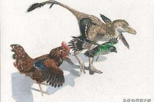 鸟类真的是由恐龙进化而成的吗(恐龙三角龙和现代鸟类)