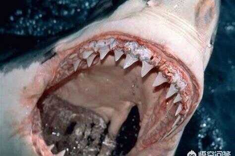 鲨鱼为什么一直掉牙(为什么鲨鱼容易掉牙)