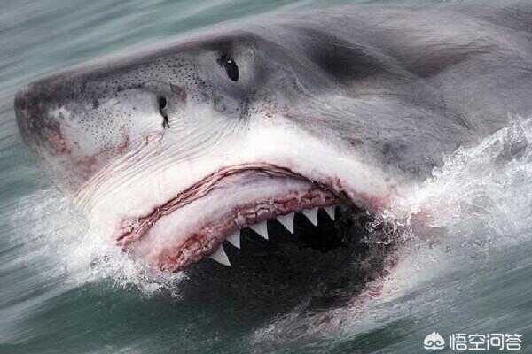 鲨鱼为什么一直掉牙(为什么鲨鱼容易掉牙)