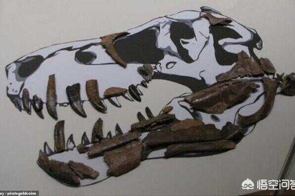 霸王龙考古化石(中国发现恐龙幼体化石)