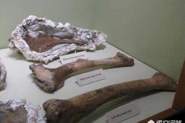霸王龙考古化石(中国发现恐龙幼体化石)