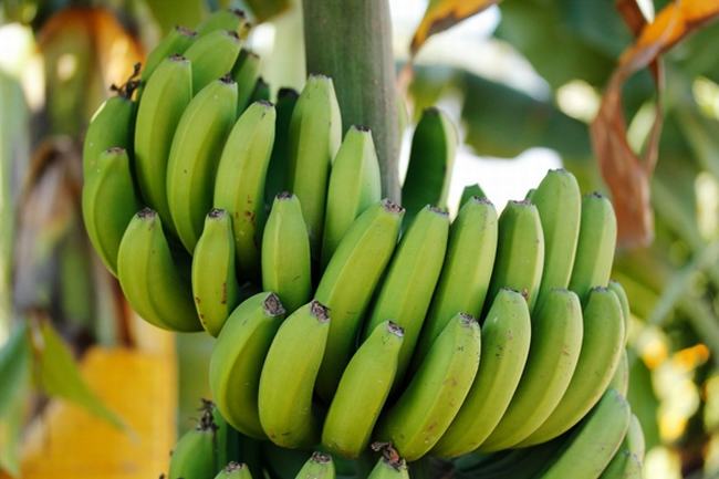 香蕉不能和什么一起吃?盘点7种香蕉同食禁忌(相克食物)