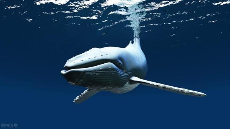 同样是哺乳动物为什么鲸鱼能下潜水下2000米人类却会被压扁