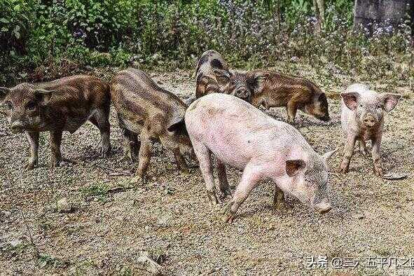 野猪和家养的猪可以进行杂交吗(陆川猪和野猪杂交的猪能长多大)