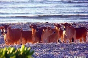 西沙群岛野牛群从何而来(西沙群岛发现野牛群)