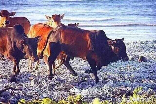 西沙群岛野牛群从何而来(西沙群岛发现野牛群)