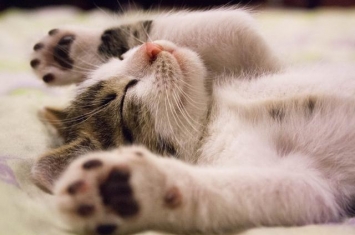为什么孕期睡觉要枕枕头,为什么猫喜欢睡在你的枕头上
