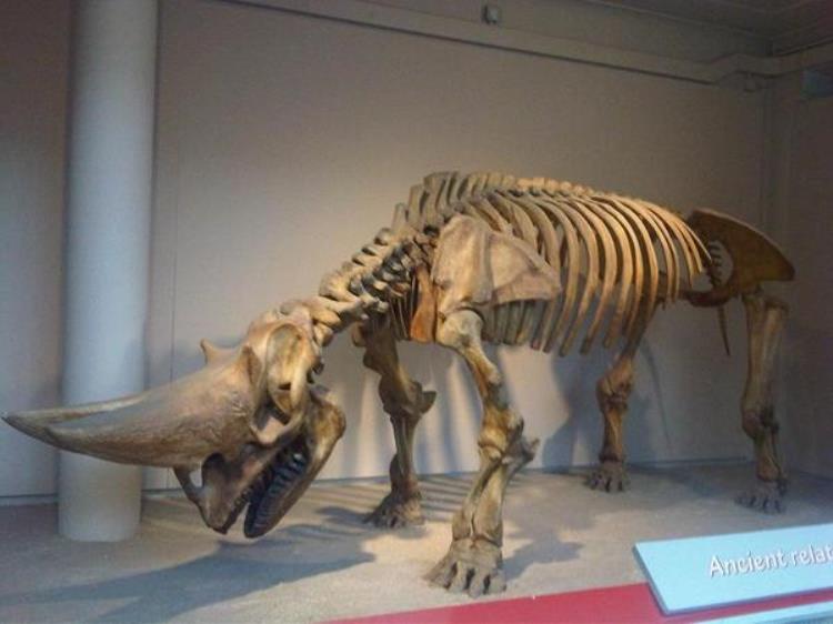不太出名的几种史前生物有的体型和恐龙差不多的动物,现存最接近恐龙的生物