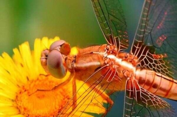 蜻蜓的演化过程(蜻蜓是怎么进化而来的)
