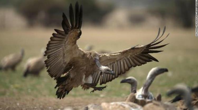 非洲一动物保护区惊现500多只秃鹰尸体当地政府解释原因食用了中毒大象尸体
