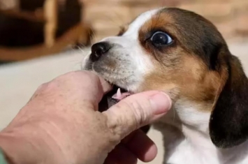 狗狗为什么喜欢咬主人的手「狗狗为何爱咬主人的手其实它想告诉你这几件事」