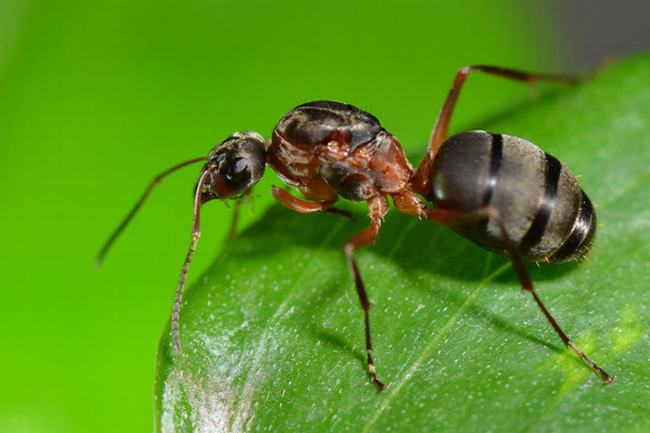 蚂蚁有文明吗?蚂蚁能否感知到人类文明（没有媒介）