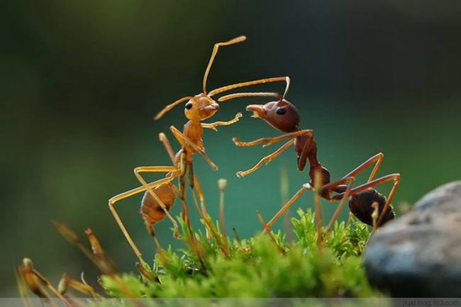 蚂蚁有文明吗?蚂蚁能否感知到人类文明（没有媒介）