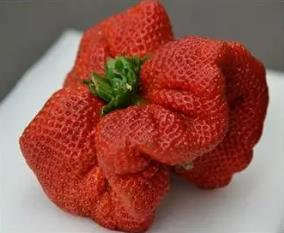 世界上最大的草莓：长相奇丑无比(重达250克)