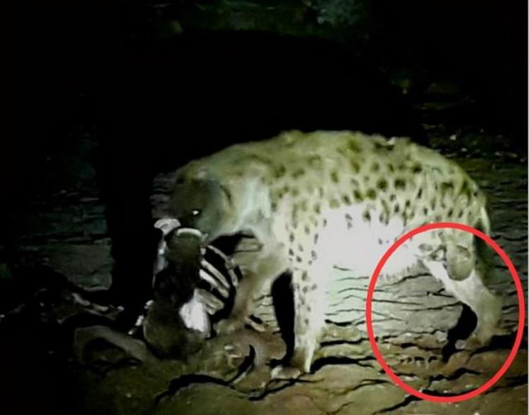 被狮子咬断后腿的鬣狗失去捕猎能力过度饥饿的它竟残忍啃食自己