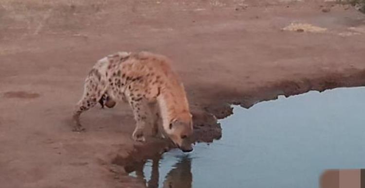 被狮子咬断后腿的鬣狗失去捕猎能力过度饥饿的它竟残忍啃食自己