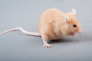 老鼠为什么不能完全灭绝?是因为老鼠越来越聪明的缘故吗