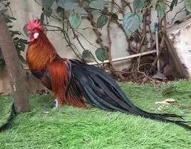 世界上最长的羽毛来自哪里 长尾鸡的尾羽（超过12米）