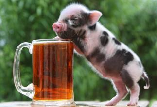 世界上最小的猪：微型猪，重10公斤像西瓜(一类保护动物)