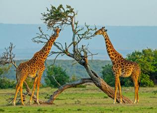 世界上最高的动物：长颈鹿，高达8米颈长2米(叉开腿喝水)