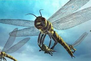 远古最大的蜻蜓：巨脉蜻蜓，翼展0.75米(主食两栖动物)
