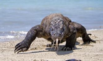 世界上最大的蜥蜴：科莫多巨蜥最长3米（12人死于毒液）