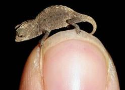世界最小的蜥蜴：雅拉瓜壁虎，身长仅1.6厘米比指甲盖小