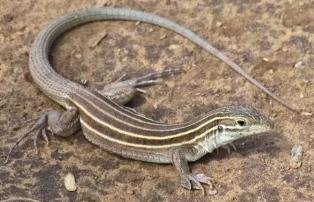 世界上最神奇的蜥蜴：鞭尾蜥，单性生殖繁殖后代