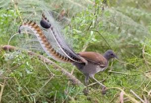 世界上最神奇的鸟：琴鸟，善于模仿一切声音，不会飞
