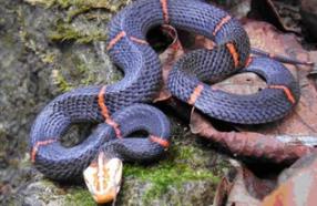 世界上最让人头疼的蛇：喜马拉雅白头蛇，以绝食闻名