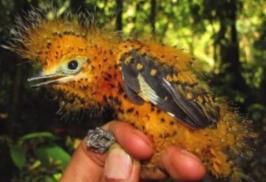 世界上最会伪装的：鸟栗翅斑伞鸟，模拟蠕动的毛毛虫