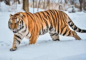 世界体重最大肉食性猫科动物：东北虎，重达350千克