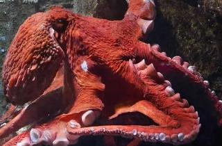 世界上最大的章鱼，北太平洋巨型章鱼(554斤/9.8米)