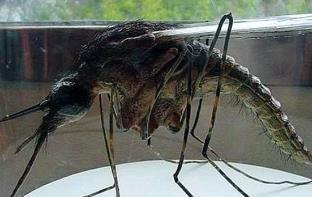 世界上最凶残的昆虫田鳖，专咬人脚趾头（能使人体融化)