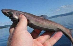 世界上最小的鲨鱼：体长仅30厘米（硬背侏儒鲨）