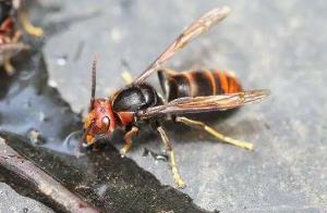 世界上最毒的毒蜂：体型巨大凶暴异常（黑腹虎头蜂）