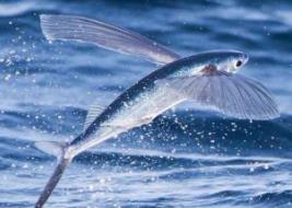 世界上飞的最远的鱼：翅膀状的鳍 水面飞400多米（飞鱼）