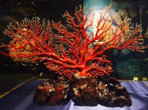 世界上最珍贵的珊瑚：台湾红珊瑚，20年长1寸(宝石级别)