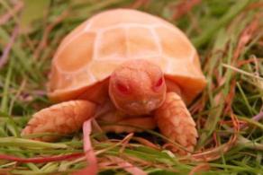 世界上最时髦的海龟，就像一只燃烧的火龙，美的让人爱不释手！