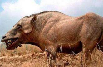 猪的祖先是谁？巨猪，6500万年前动物(脑容量比拳头小)